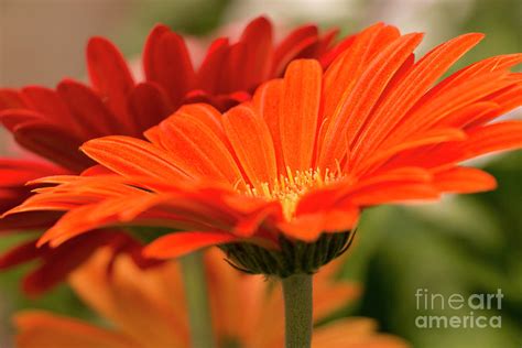 Orange Gerbera Daisy Photograph By Sharon Mayhak Fine Art America