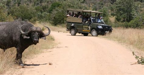 Kruger National Park Afternoon Game Drive From R 1048 Book Now On