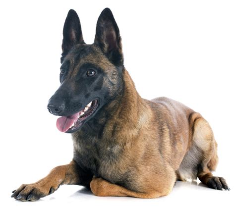Breed Spotlight Belgian Sheep Herding Dogs