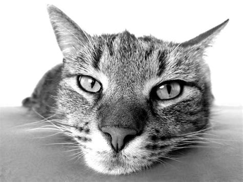 3840x2880 Animal Black And White Cat Close Up Cute Domestic