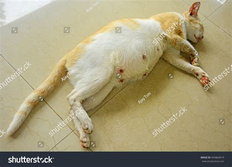 Pregnant Cat Sleeping On Tiled Floor Stock Photo 604864019 Shutterstock