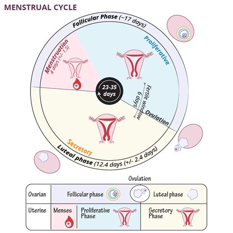 Physiology Glossary Menstrual Cycles Normal Variability And Clinical