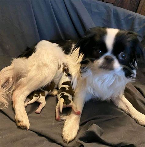 Japanese Chin Puppies For Sale Home