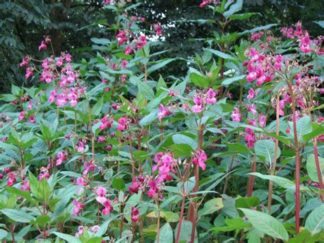 Discover more posts about springkraut. Drüsiges Springkraut, Impatiens glandulifera