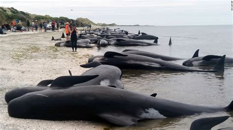 Footage Shows Hundreds Of Stranded Whales Cnn Video