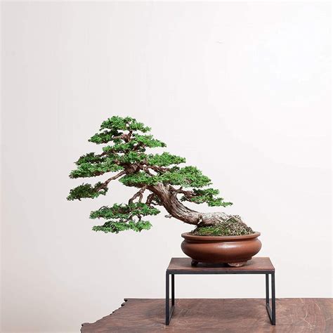 Hinoki Cypress Bonsai Tree Seeds Seeds To Grow Etsy In