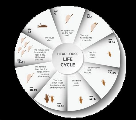 The Head Lice Life Cycle Lice Clinics Of America Jonesboro