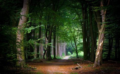 1230x768 Nature Landscape Fairy Tale Path Forest Tunnel Trees Leaves