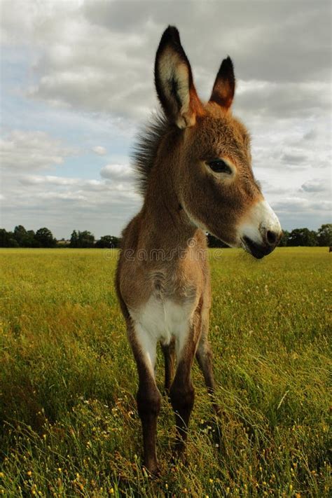 A Young Donkey On A Field Stock Image Image Of Working 28422317