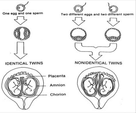 Embryology And Fetal Development