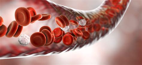 Anemia Hemol Tica O Que Principais Sintomas E Tratamento Vitat