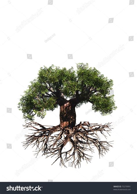 Baobab Roots Images Stock Photos And Vectors Shutterstock