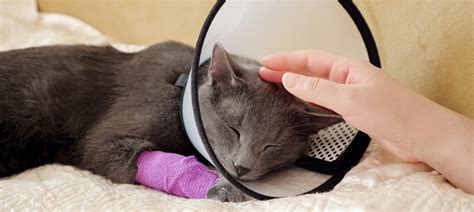 How To Heal Cat Wounds Vetericyn
