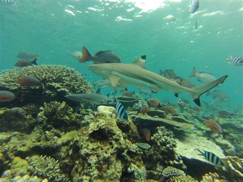Sharks Need Healthy Coral Reefs 10 Year Study Finds Live Science