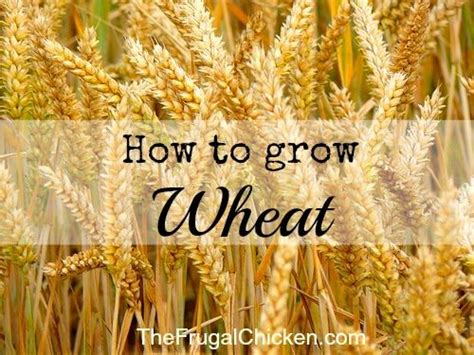How To Grow Wheat To Be More Self Sufficient 4 In By And 4