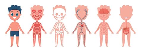 Conjunto De Vetores De Anatomia Do Corpo Do Menino Músculo Esquelético