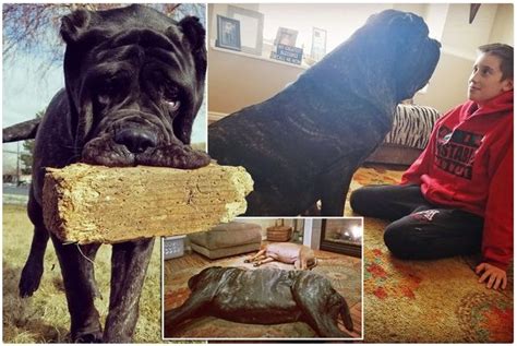 Meet The Worlds Biggest Puppy Who Is Six Foot Tall Pets Nigeria