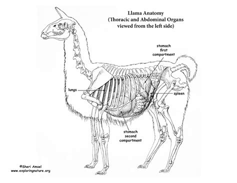 Anatomy Of A Llama Anatomy Book
