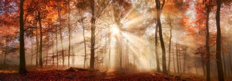 Rayons De Lumière Du Soleil Dans Une Forêt Brumeuse Dautomne Image