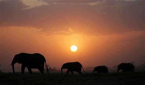 Survey Shows 30 Percent Decline In African Savannah Elephant Population The World From Prx