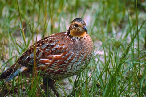 Fwc Wants You To Report Northern Bobwhite Quail Sightings