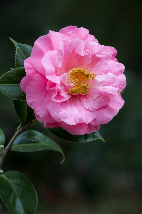 Camellia Pink Flower Free Photo On Pixabay Pixabay