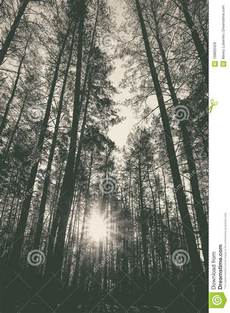 Sunrise In A Pine Forest In The Autumn Monochrome Photo Stock Image