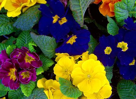 Most Fragrant Flowers According To Gardeners Balcony Garden Web