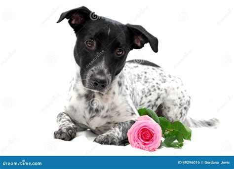 Dog With Rose Stock Photo Image 49296016