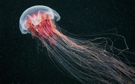 Jellyfish Nature Sea Animals Wallpapers Hd Desktop And Mobile