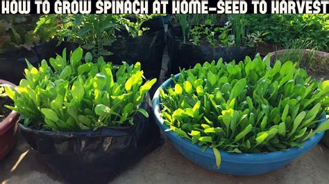 How To Grow Spinach At Home Full Information With Updates