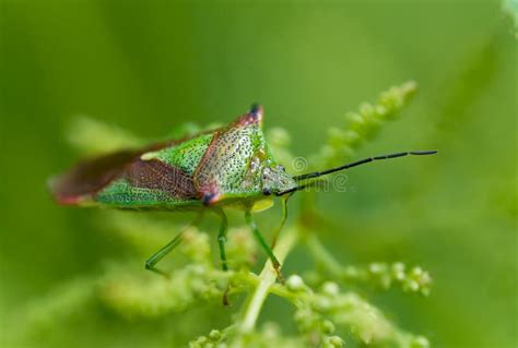 Macro Of Shield Bug Stock Photo Image Of Detail Outdoor 249528138