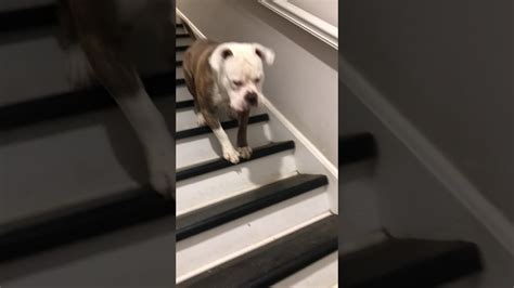 Dogs Different Way Of Going Down Stairs Viralhog Youtube