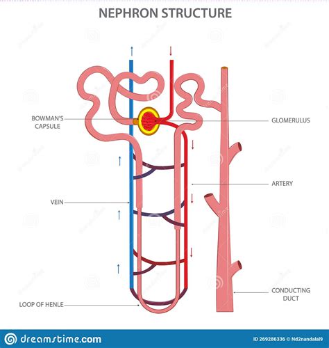 Structure Of Nephron In Kidney Vector Illustration In White Background