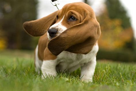 37 Best Medium Sized Dog Photos Of Popular Cute Medium Sized Dogs