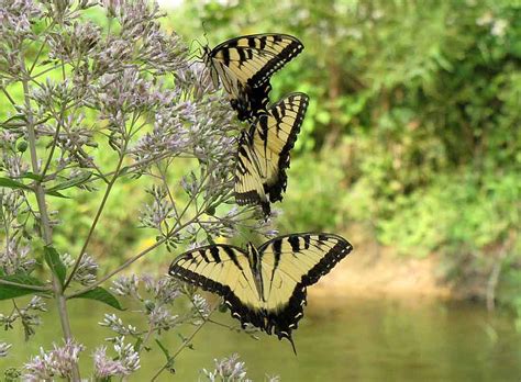 Butterflies Nature Bonito Swallow Tail Hd Wallpaper Peakpx