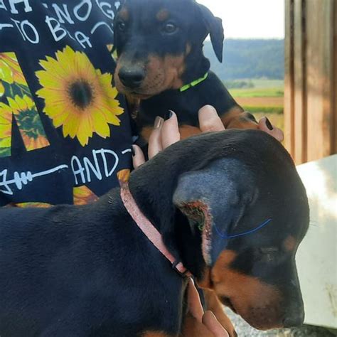 Double Doberman Pinscher pup cuteness