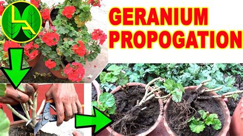 How To Propagate Geraniums Plant From Cuttings Youtube