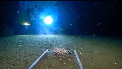 Deepest Dive Ever Finds Plastic Bag At Floor Of Mariana Trench Wttv