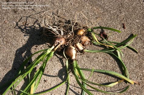 Their flowers have lovely trumpet shaped clusters on sturdy stalks. Plant Identification: CLOSED: Can anyone ID this bulb?, 1 ...