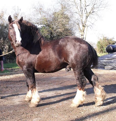 Breton Horse Thats What I Call A Horse Beautiful