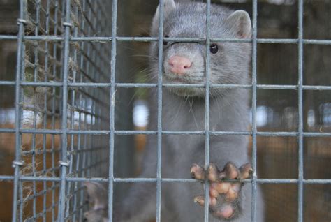Ask Your Mla The Federal Government To Support A Ban On Fur Farming