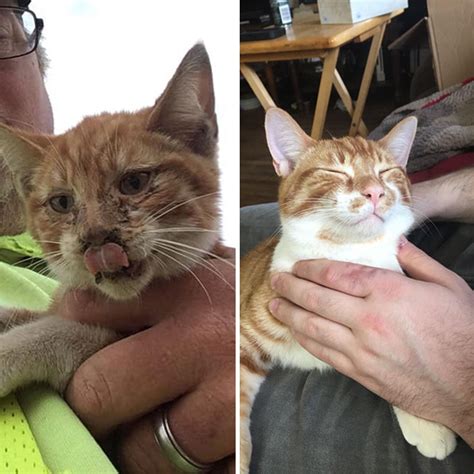 Before And After Wholesome Pics Of Rescued Kittens Earth Wonders