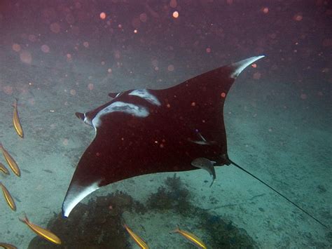 Manta Rays Endangered By Gill Plate Demand Manta Ray Species Of