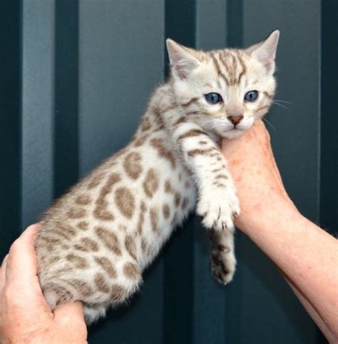 The traditional brown colored bengals have green or gold eyes and are. Seal mink snow rosetted male Bengal kitten | Peterborough ...