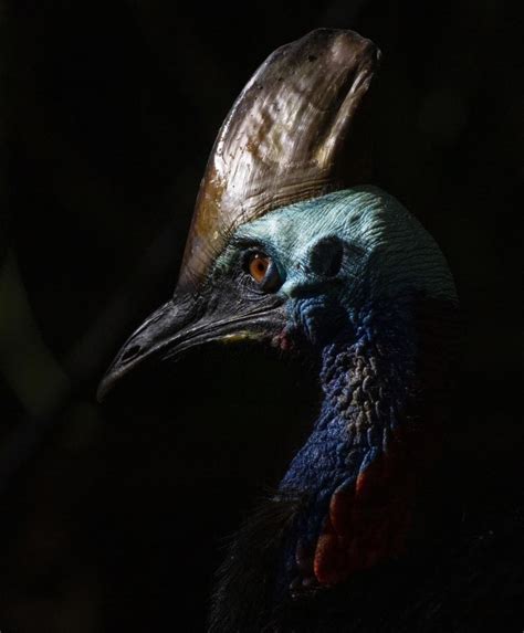 A Cassowary Is Considered The Worlds Most Dangerous