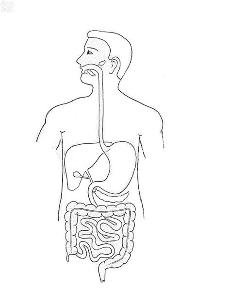DRAW IT NEAT How To Draw Human Digestive System Human Digestive