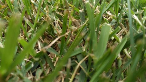 Warm Season Grass Identity Lawnsite™ Is The Largest And Most Active