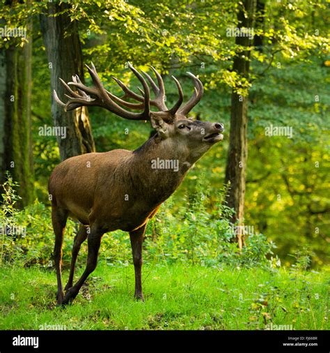 Red Deer Cervus Elaphus Stag In Forest Germany Stock Photo Alamy