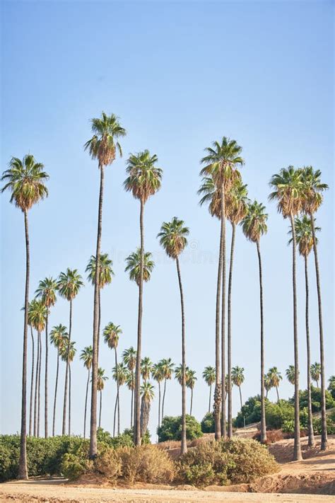 Mexican Fan Palm Tree In California Stock Photo Image Of Leaf